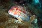 Red Mullet